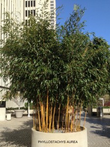 Phyllostachys aurea